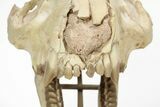 Fossil Oreodont (Merycoidodon) Skull on Base - South Dakota #217200-8